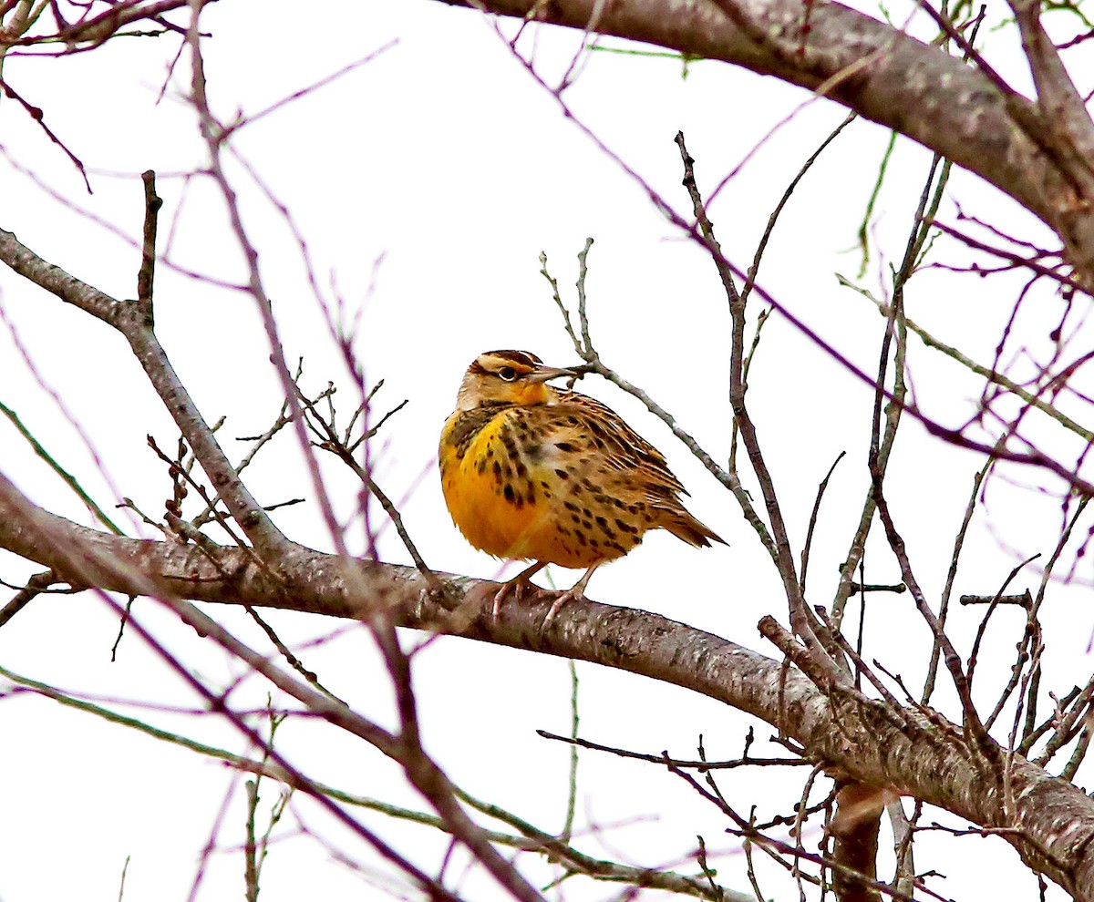 Eastern Meadowlark - ML191735581