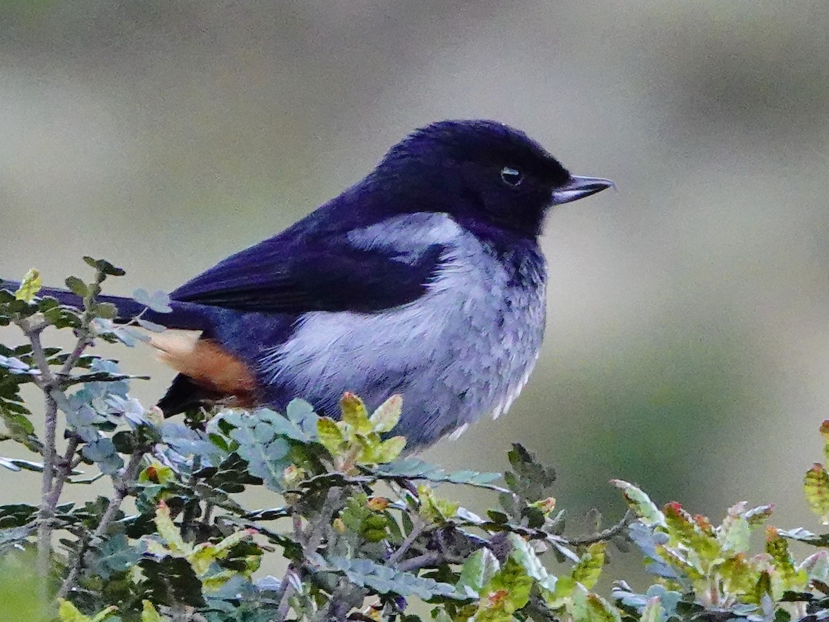 Gray-bellied Flowerpiercer - William Proebsting