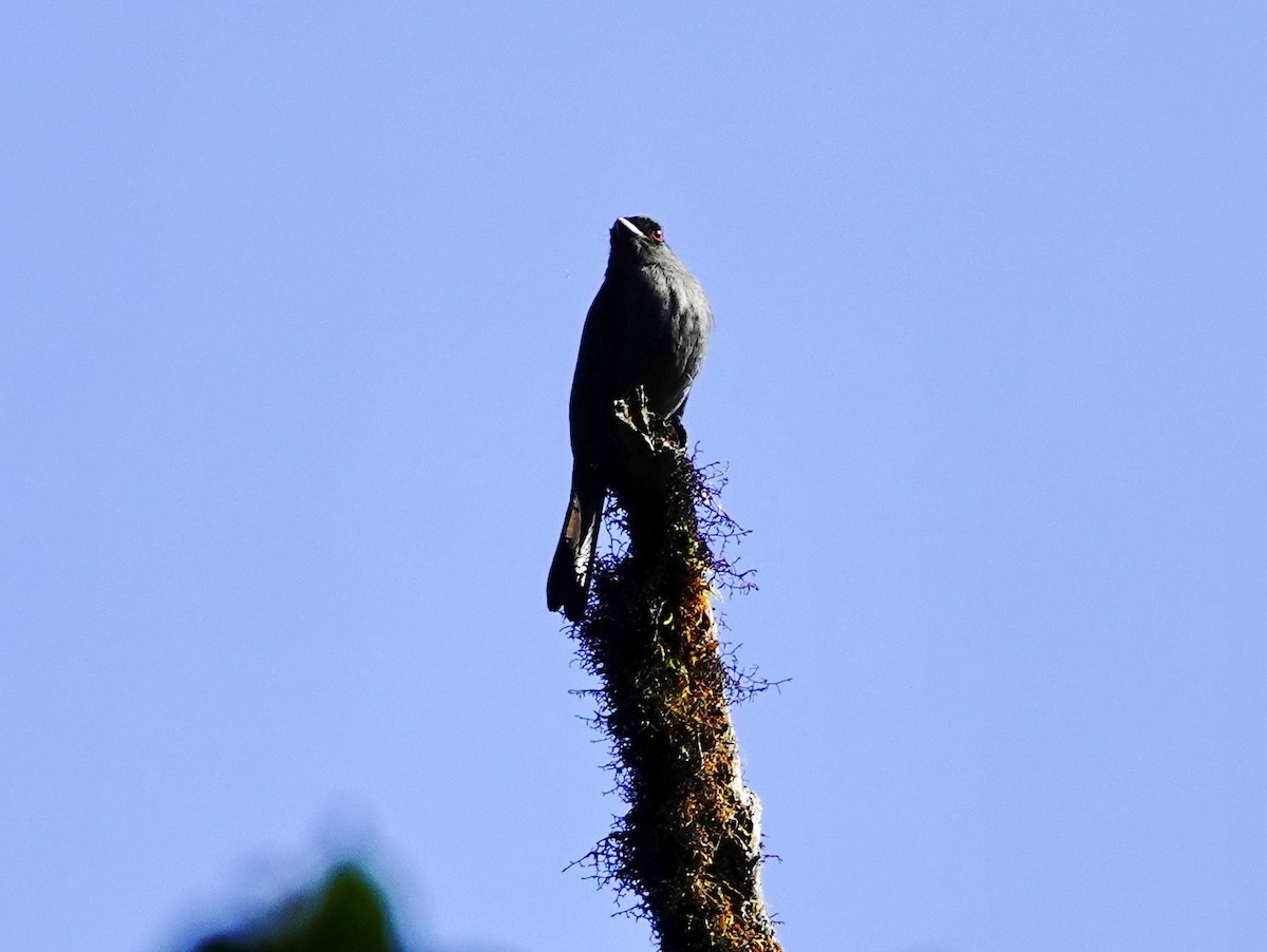 Plumbeous Black-Tyrant - ML191740001