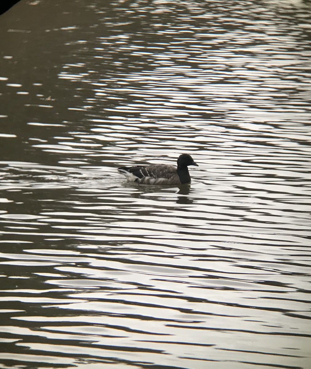 Brant - ML191740391