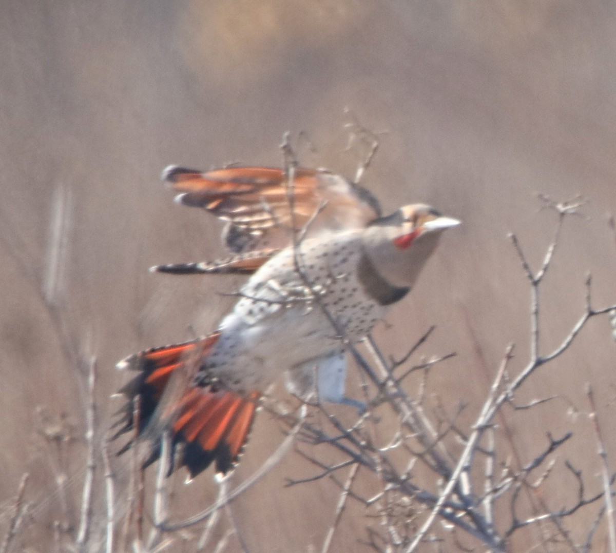 Northern Flicker (Red-shafted) - ML191742511