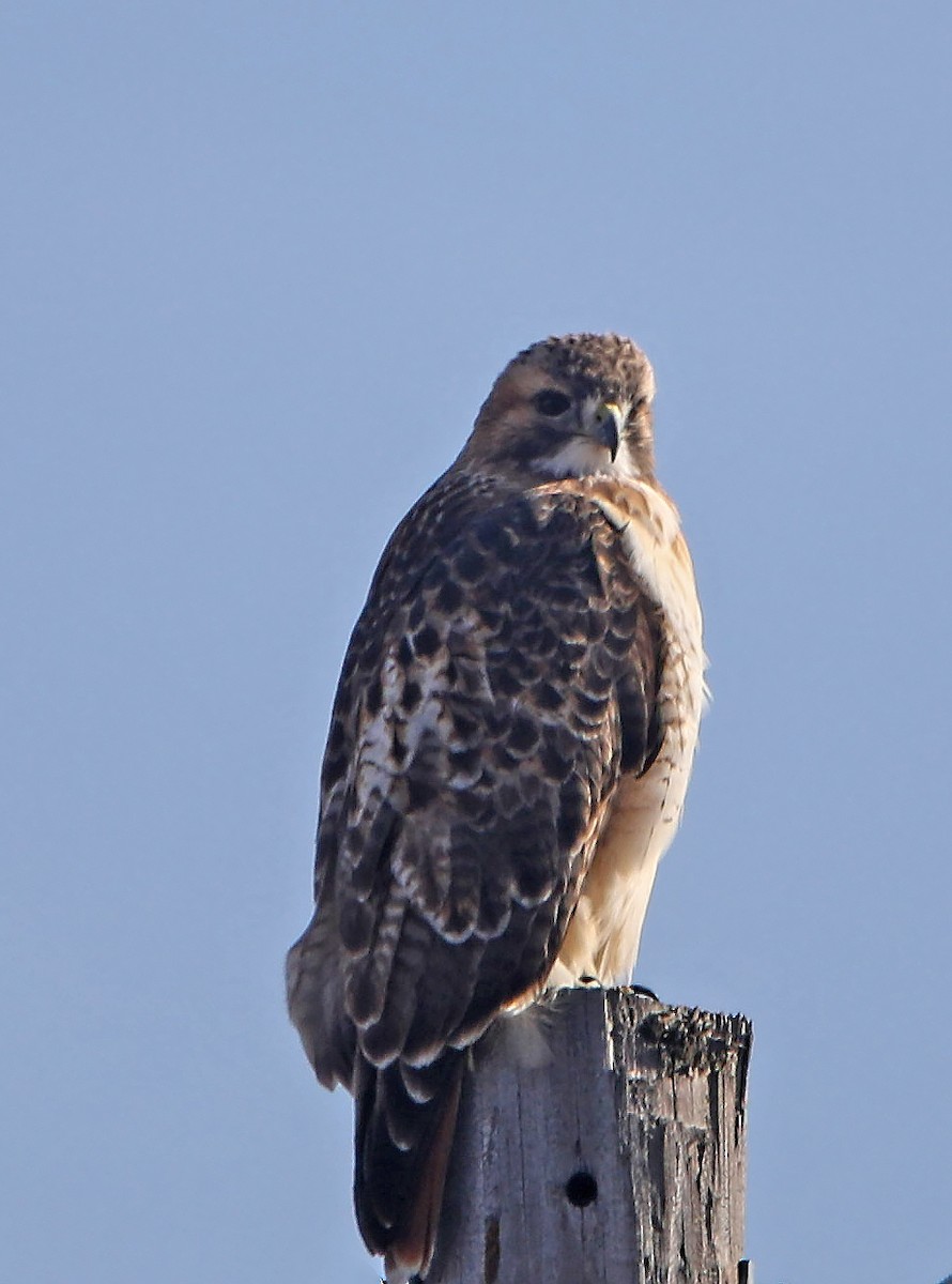 Red-tailed Hawk - ML191742611