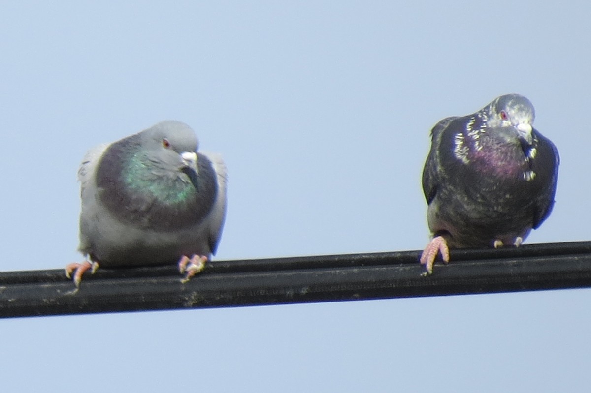 Rock Pigeon (Feral Pigeon) - Denise Hughes