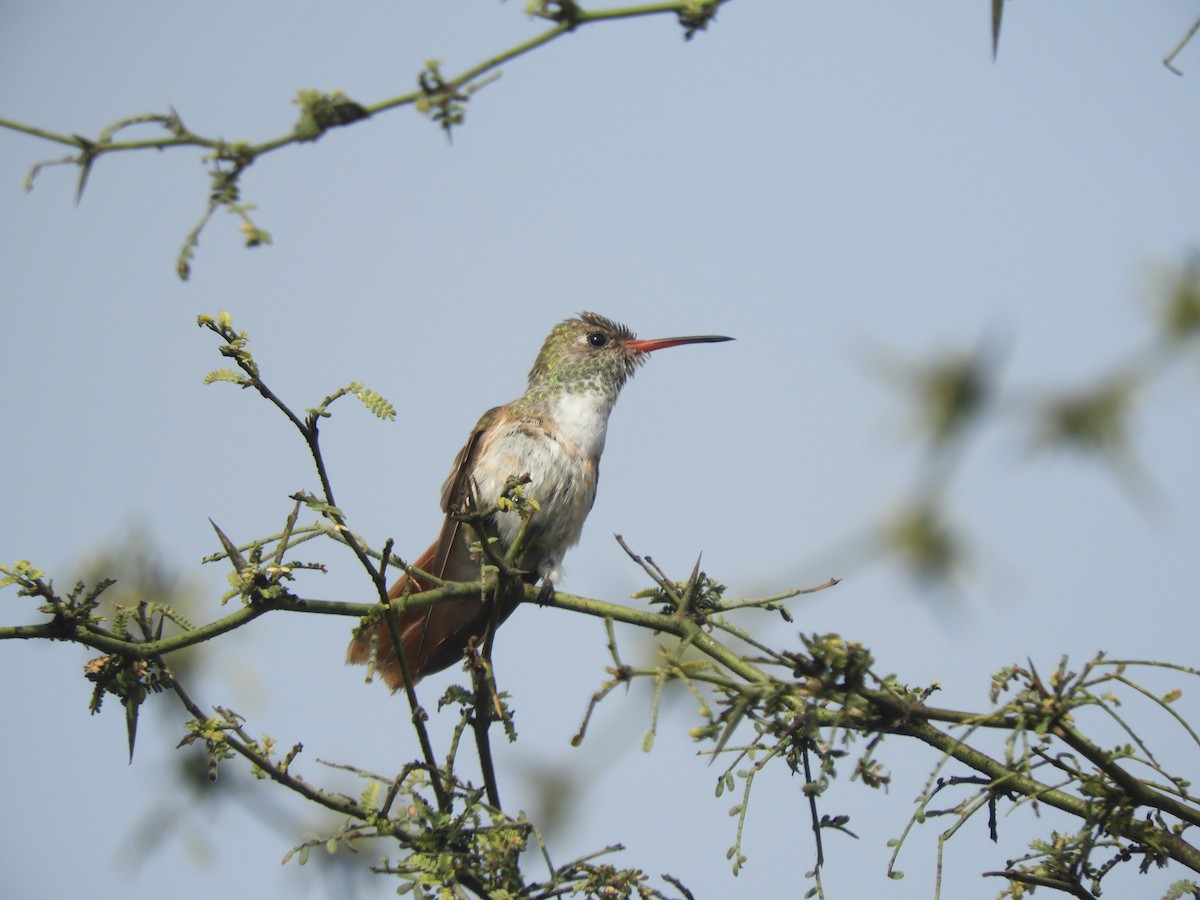 ML191743971 - Amazilia Hummingbird - Macaulay Library