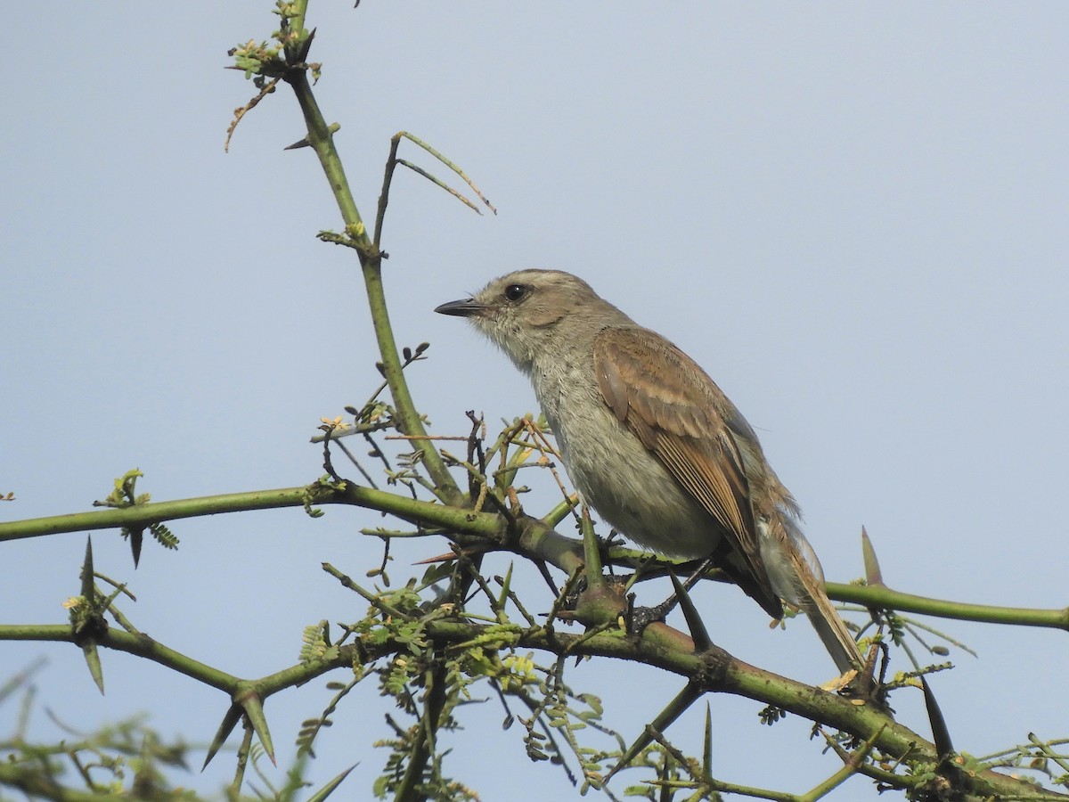 Tumbesian Tyrannulet - Cliff Cordy