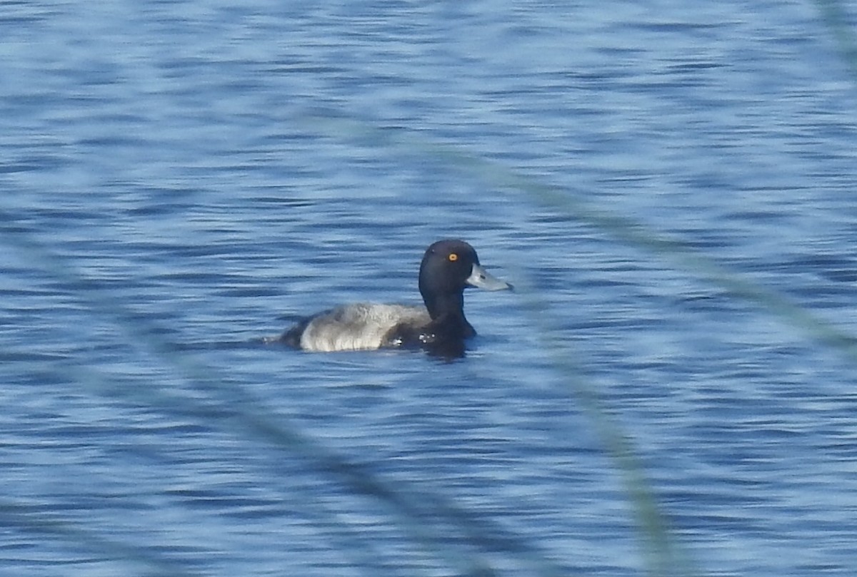 Greater Scaup - ML191744441