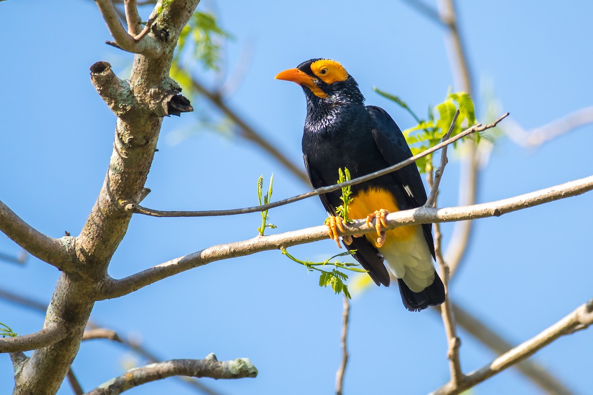 Yellow-faced Myna - Dom Chaplin