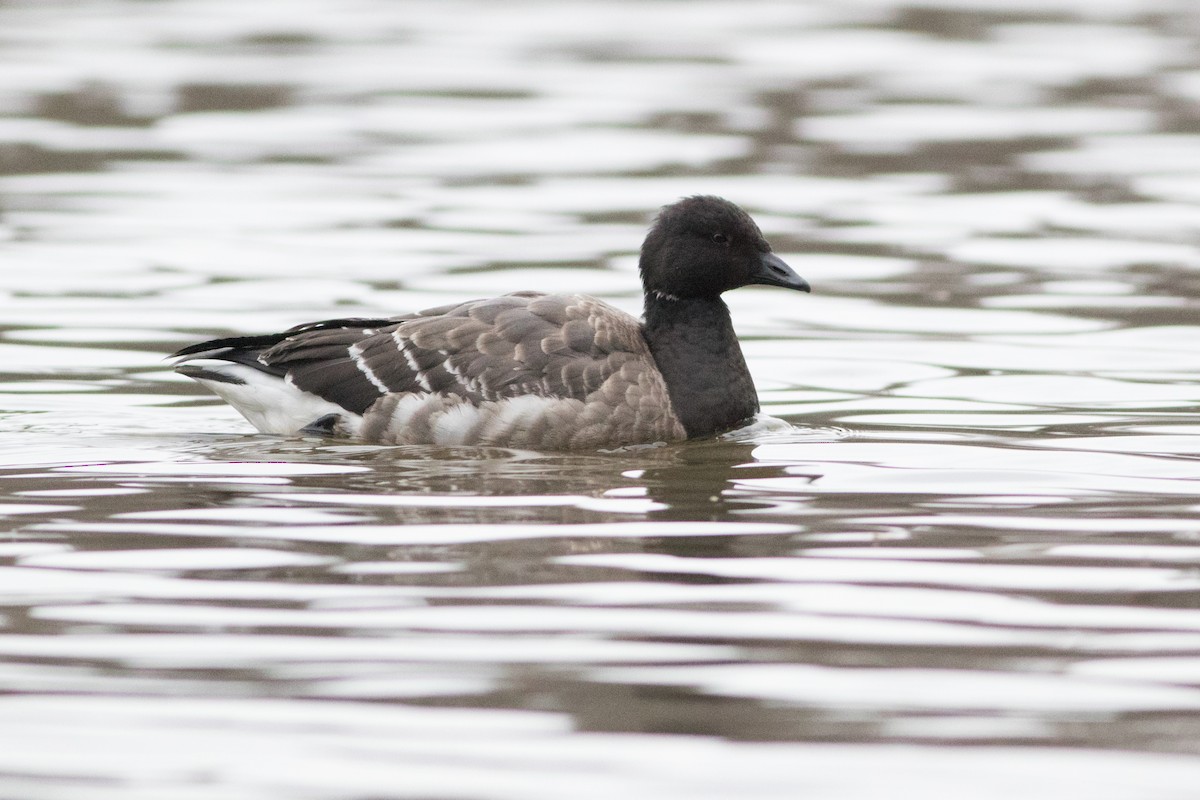 Brant - ML191748011