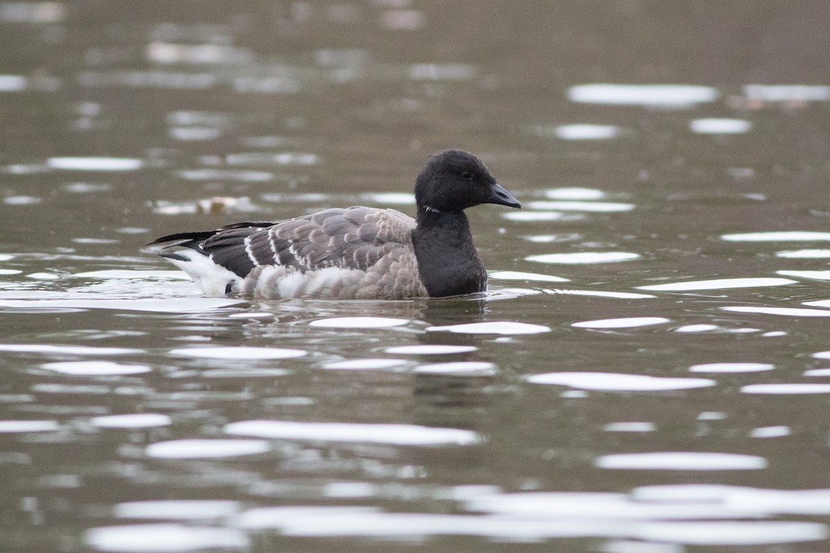 Brant - ML191748031