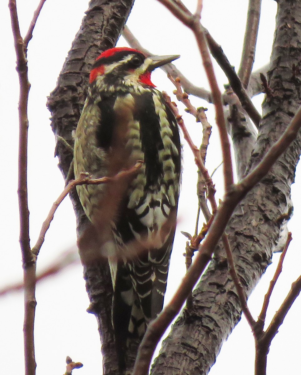 Red-naped Sapsucker - Diane Drobka