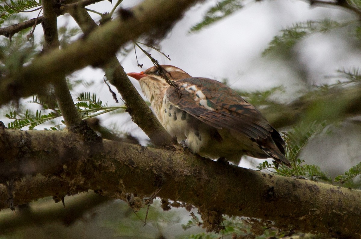 Dideric Cuckoo - Laura Keene