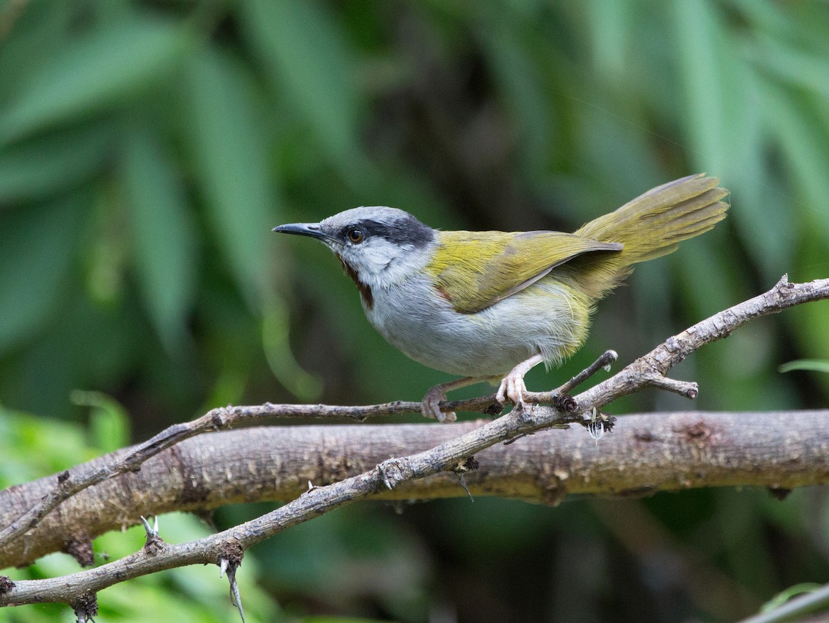 Gray-capped Warbler - Laura Keene