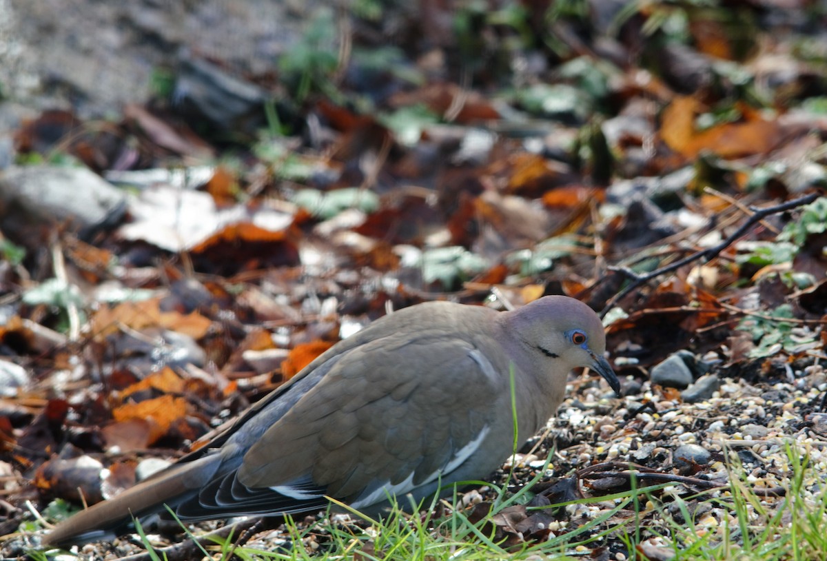 White-winged Dove - ML191749871