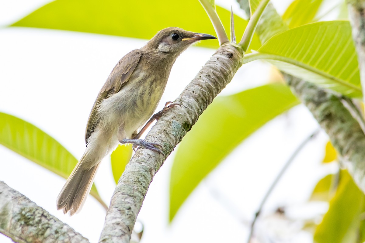 Silver-eared Honeyeater - ML191750051