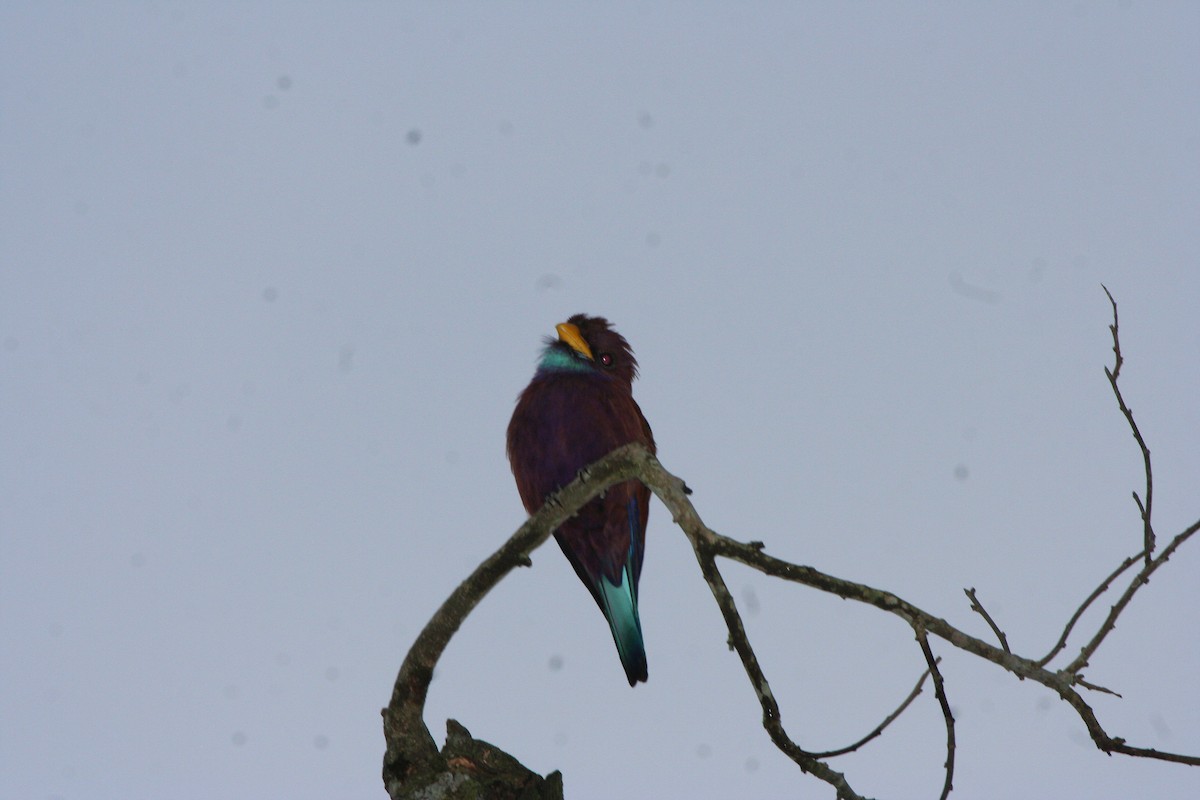 Blue-throated Roller - ML191752811