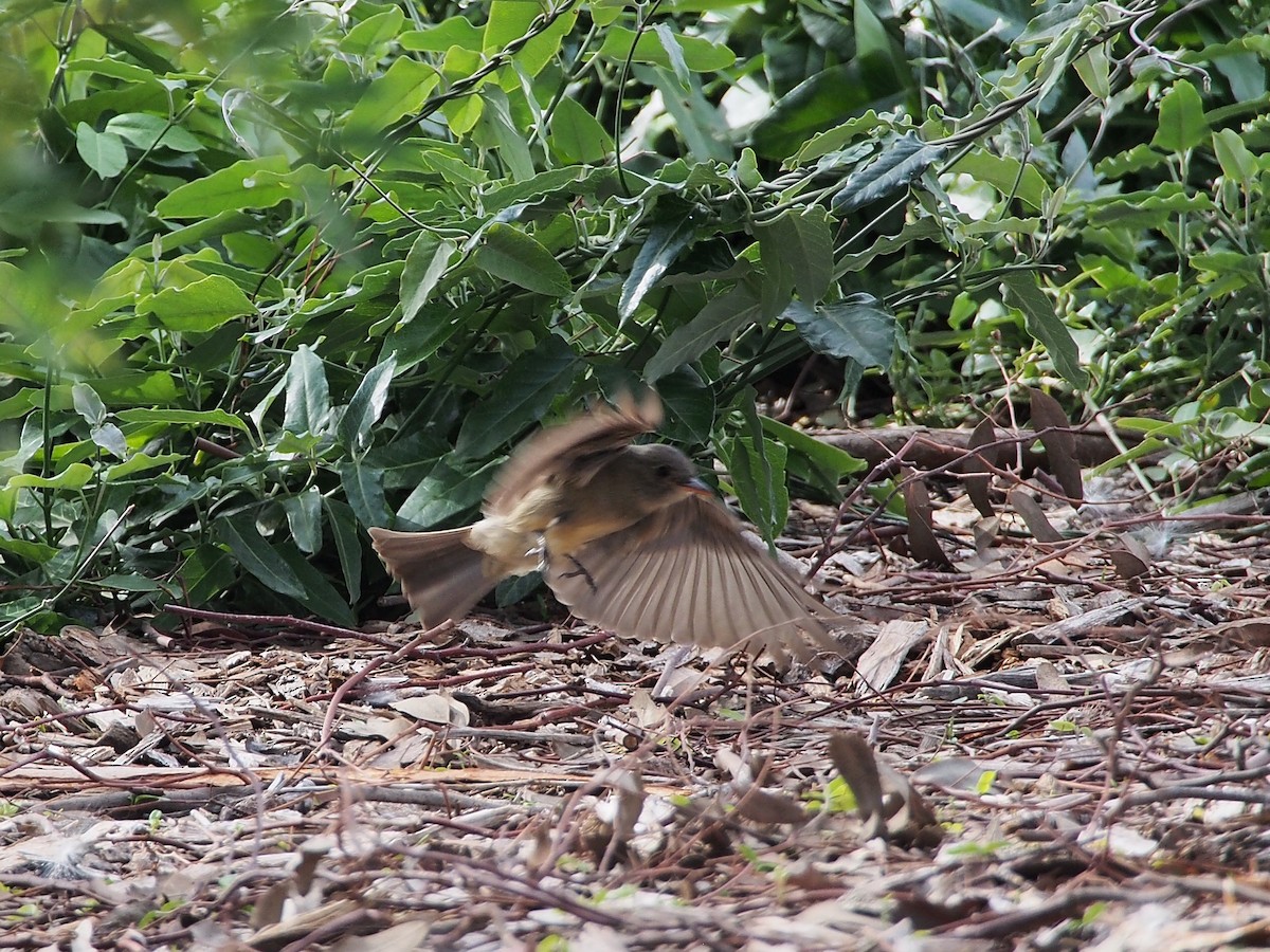 Greater Pewee - Gjon Hazard