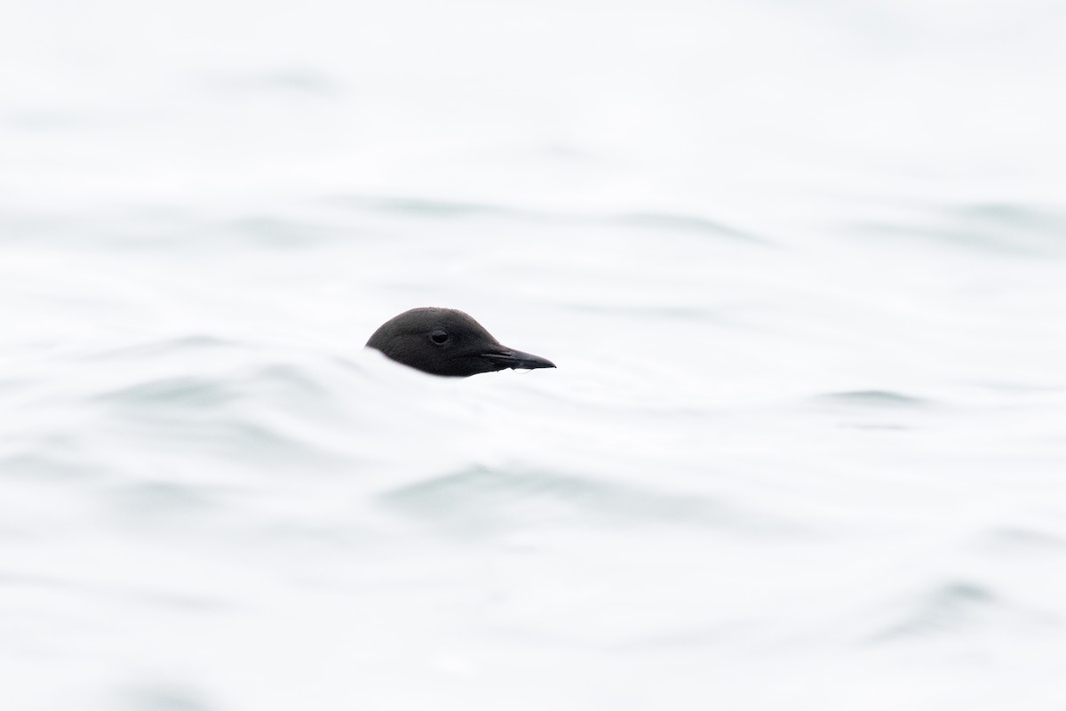 Black Guillemot - August Davidson-Onsgard