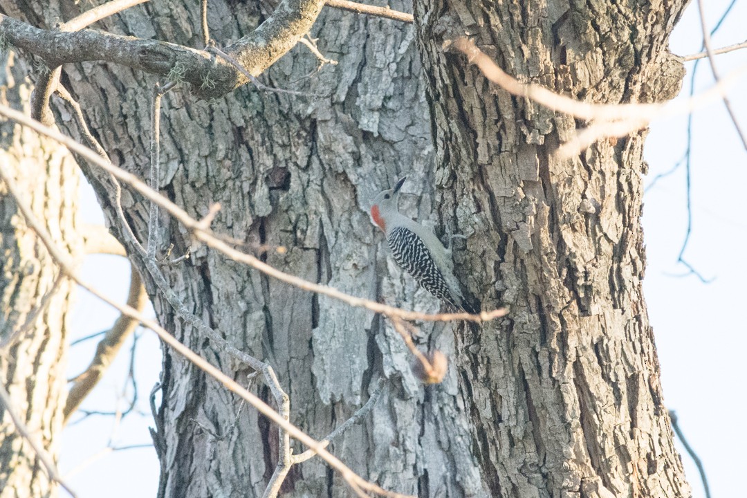 Red-bellied Woodpecker - ML191755371