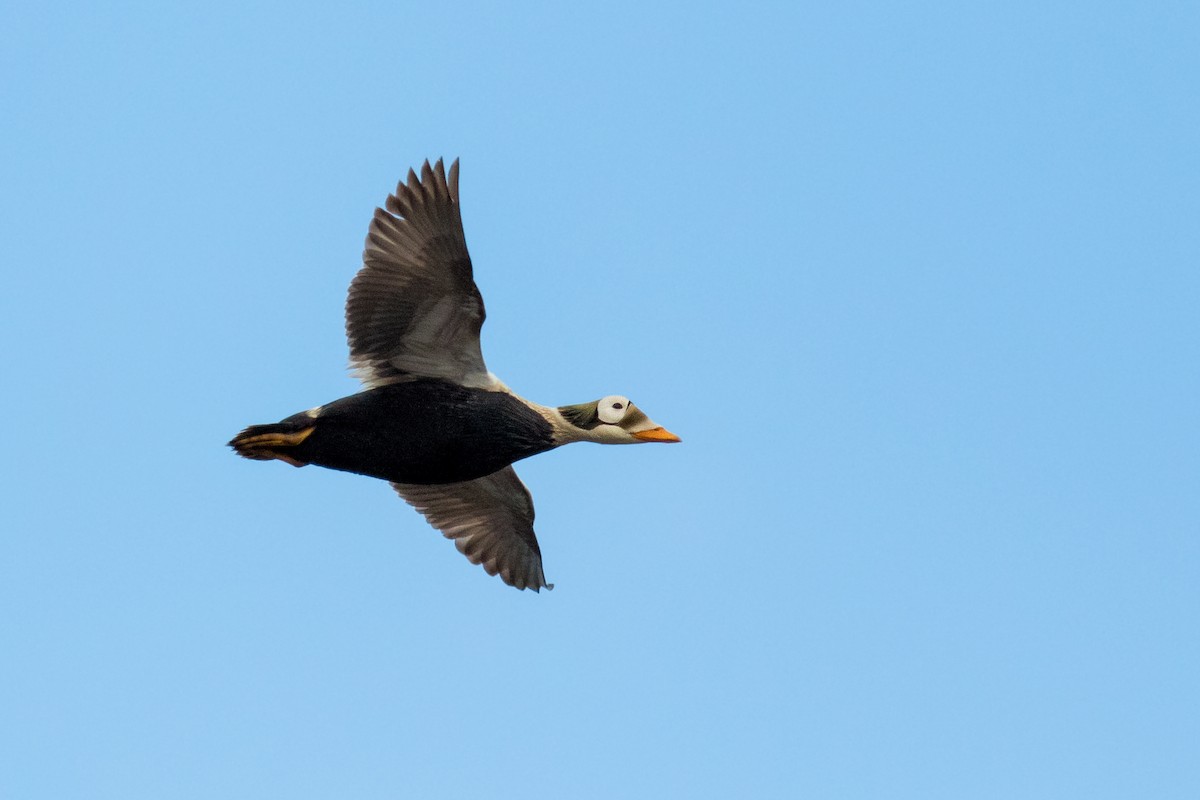 Spectacled Eider - ML191756271