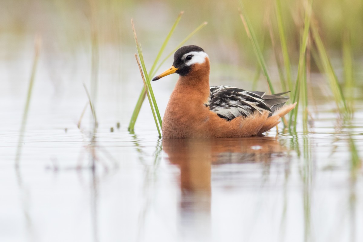 Phalarope à bec large - ML191756331