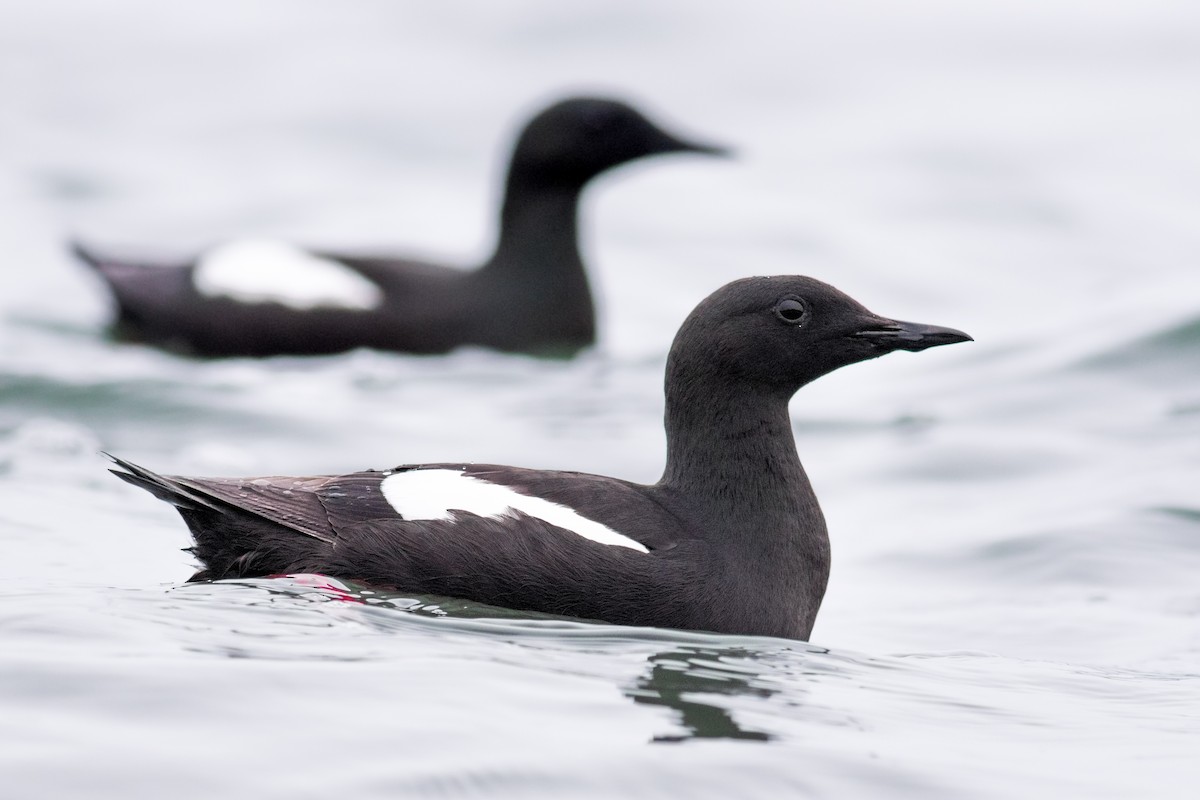 Black Guillemot - ML191756341