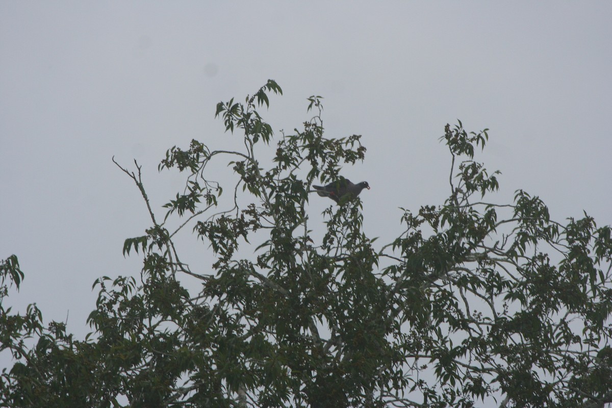 White-naped Pigeon - ML191756411