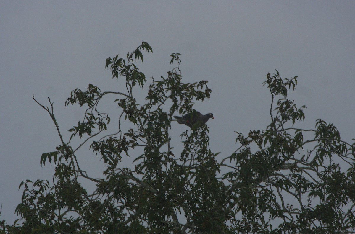 White-naped Pigeon - ML191756421