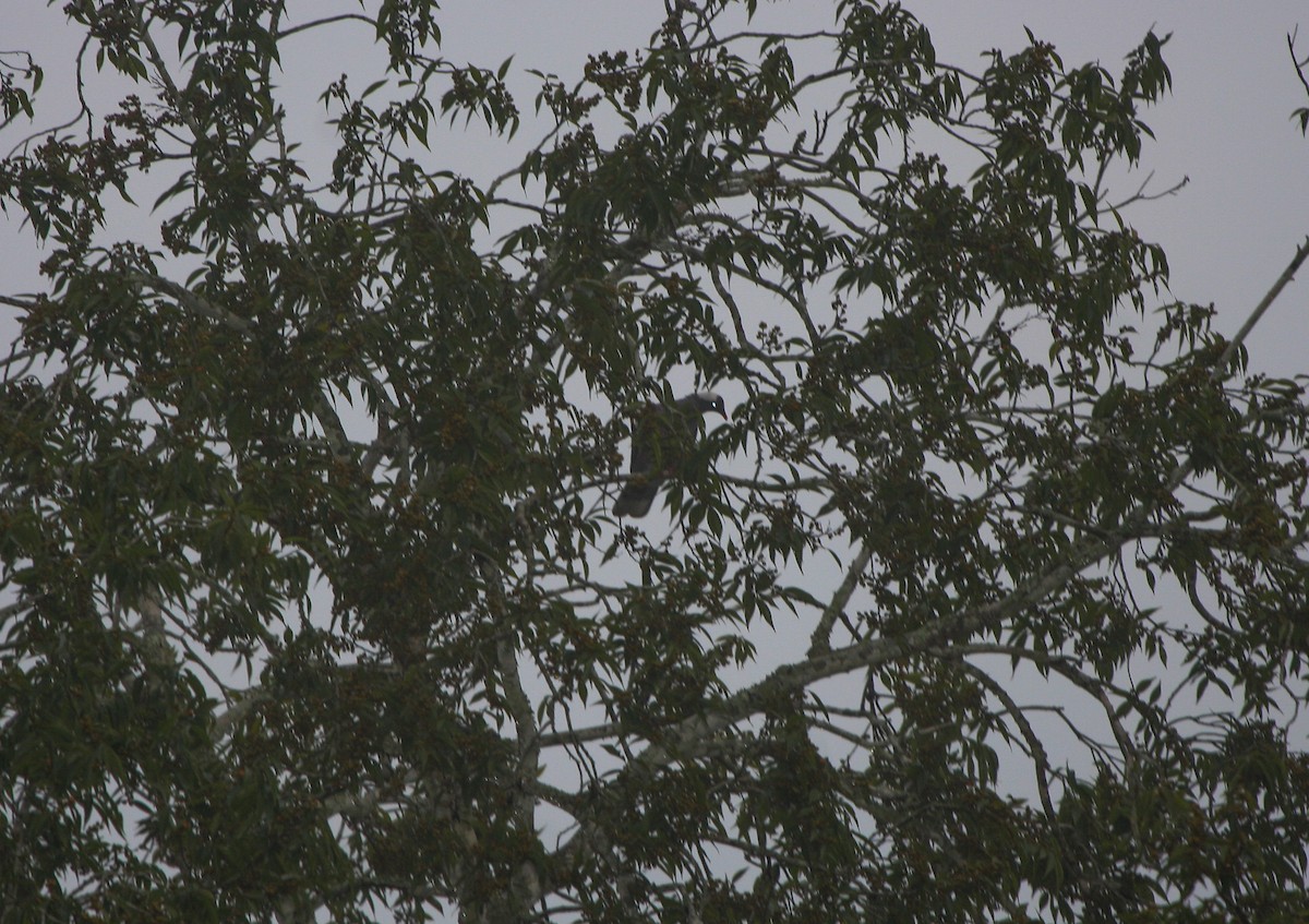 White-naped Pigeon - ML191756431