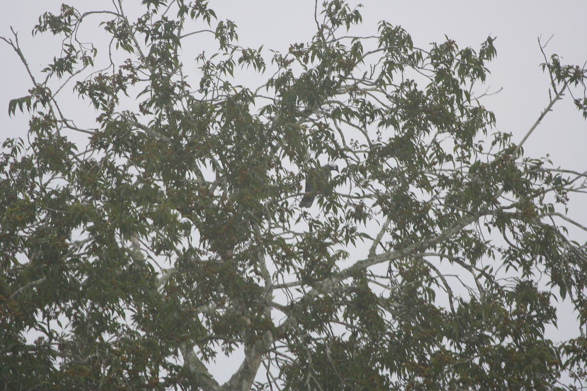 White-naped Pigeon - ML191756441