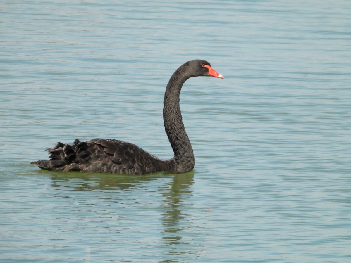 Black Swan - A Huang Winoto