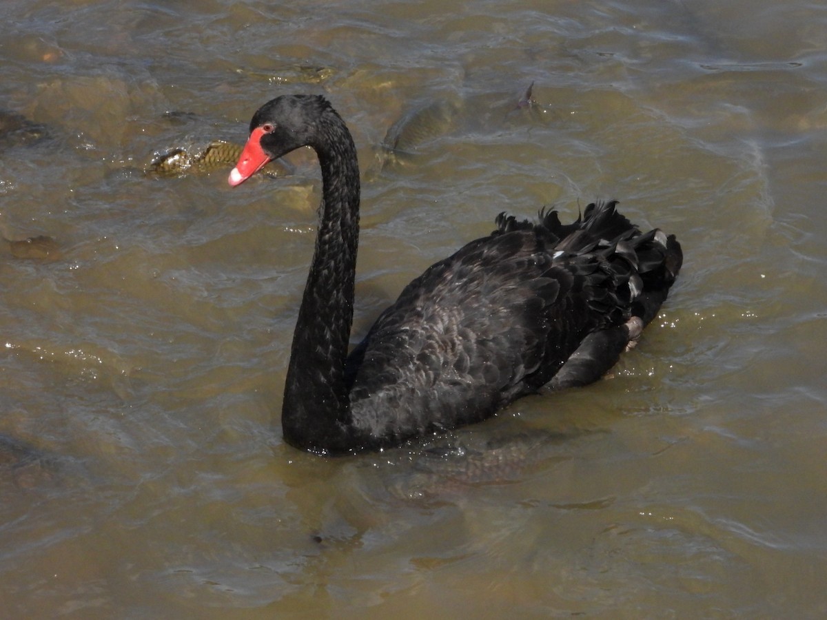 Black Swan - A Huang Winoto