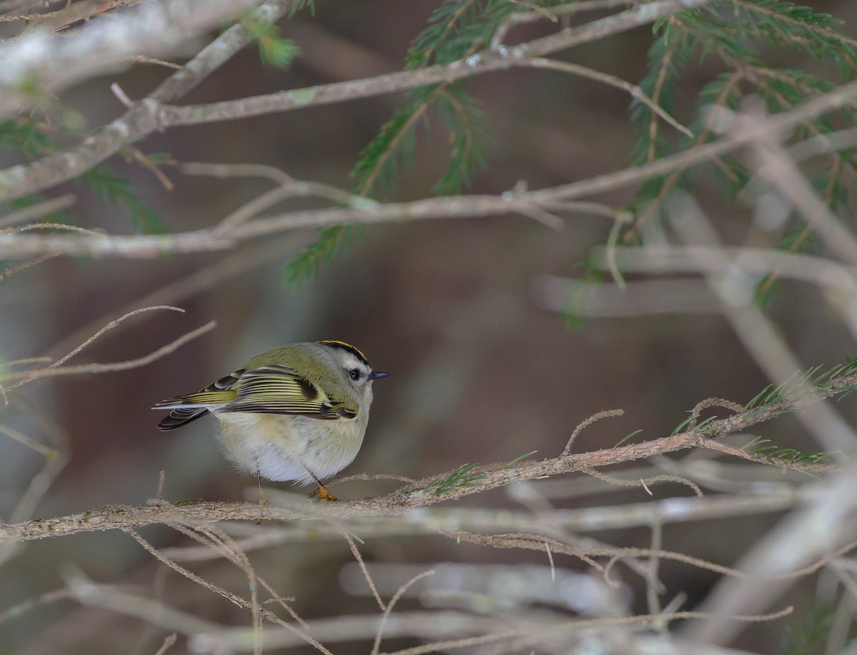 Golden-crowned Kinglet - thomas berriman