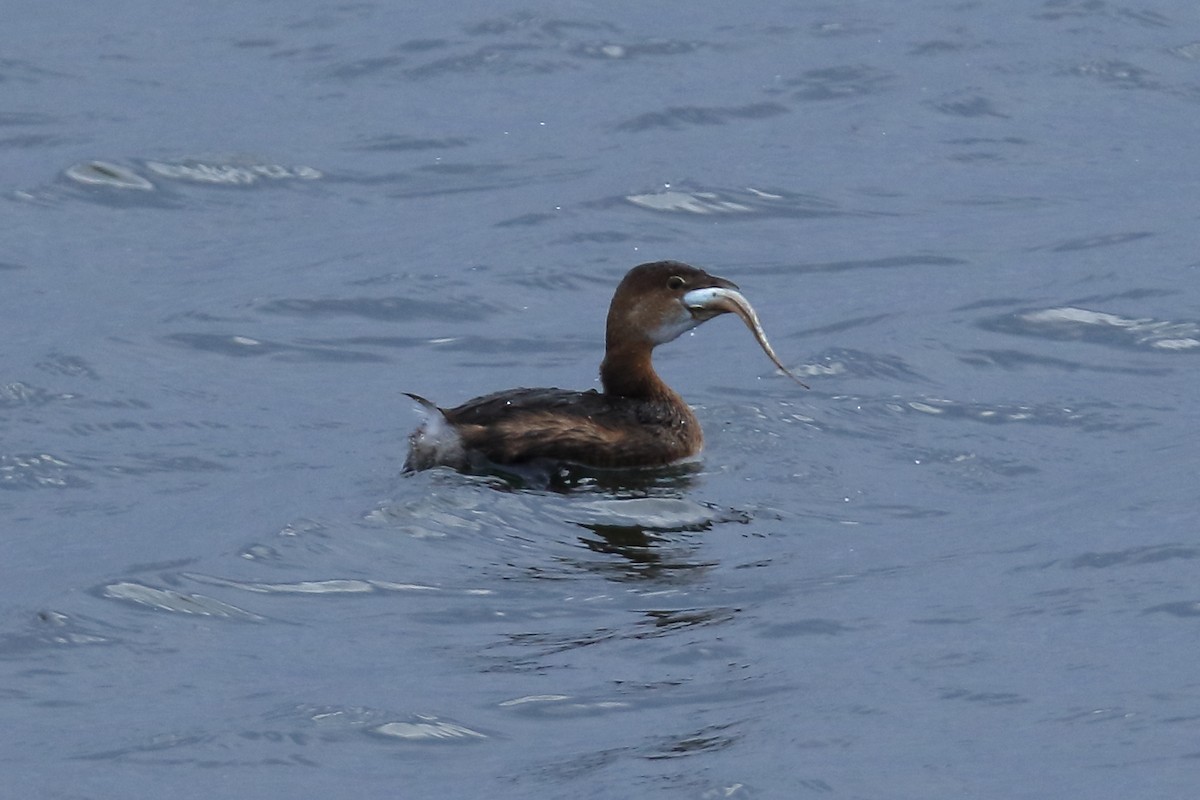 Pied-billed Grebe - Mike  Jones