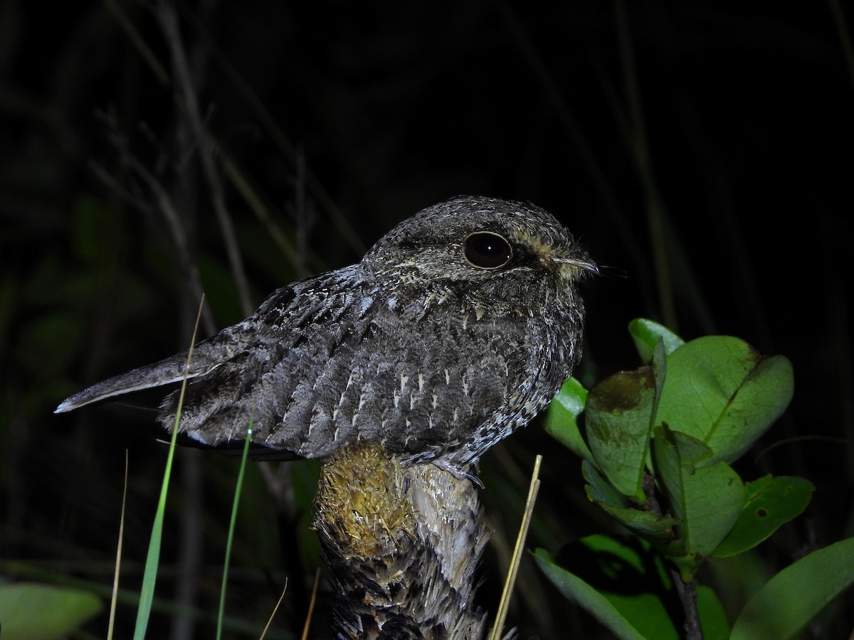 Sickle-winged Nightjar - Edvaldo Júnior