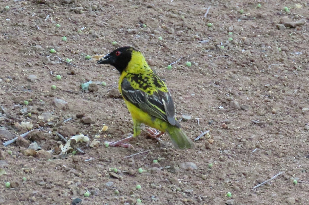 Village Weaver - ML191758021