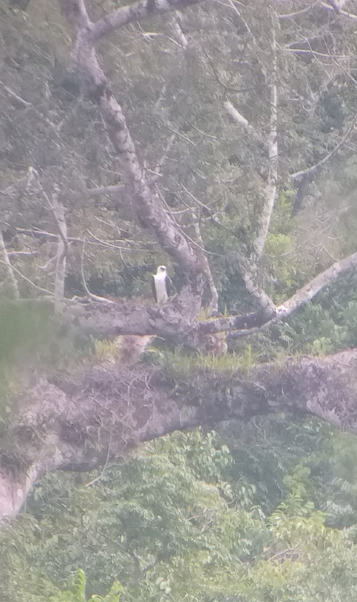 Black-and-white Hawk-Eagle - ML191758131