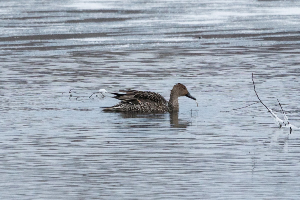 Northern Pintail - ML191762101