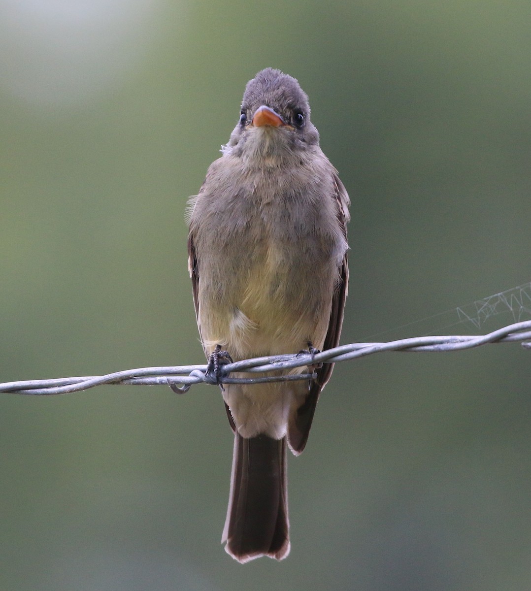 Greater Pewee - Linda LeRoy