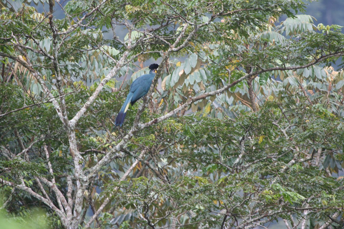 Great Blue Turaco - ML191765701