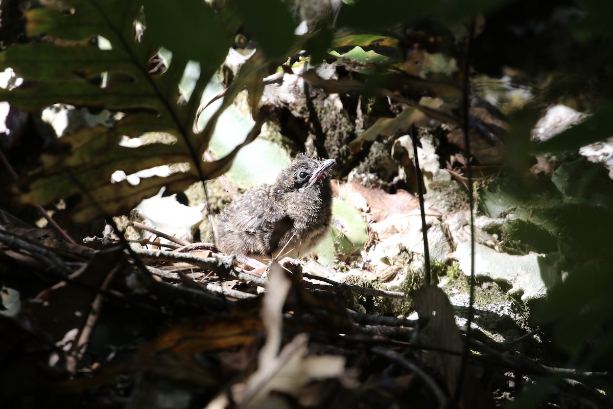 Lesser Ground-Cuckoo - ML191767401