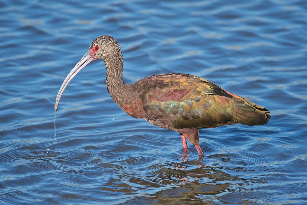 White-faced Ibis - ML191768401