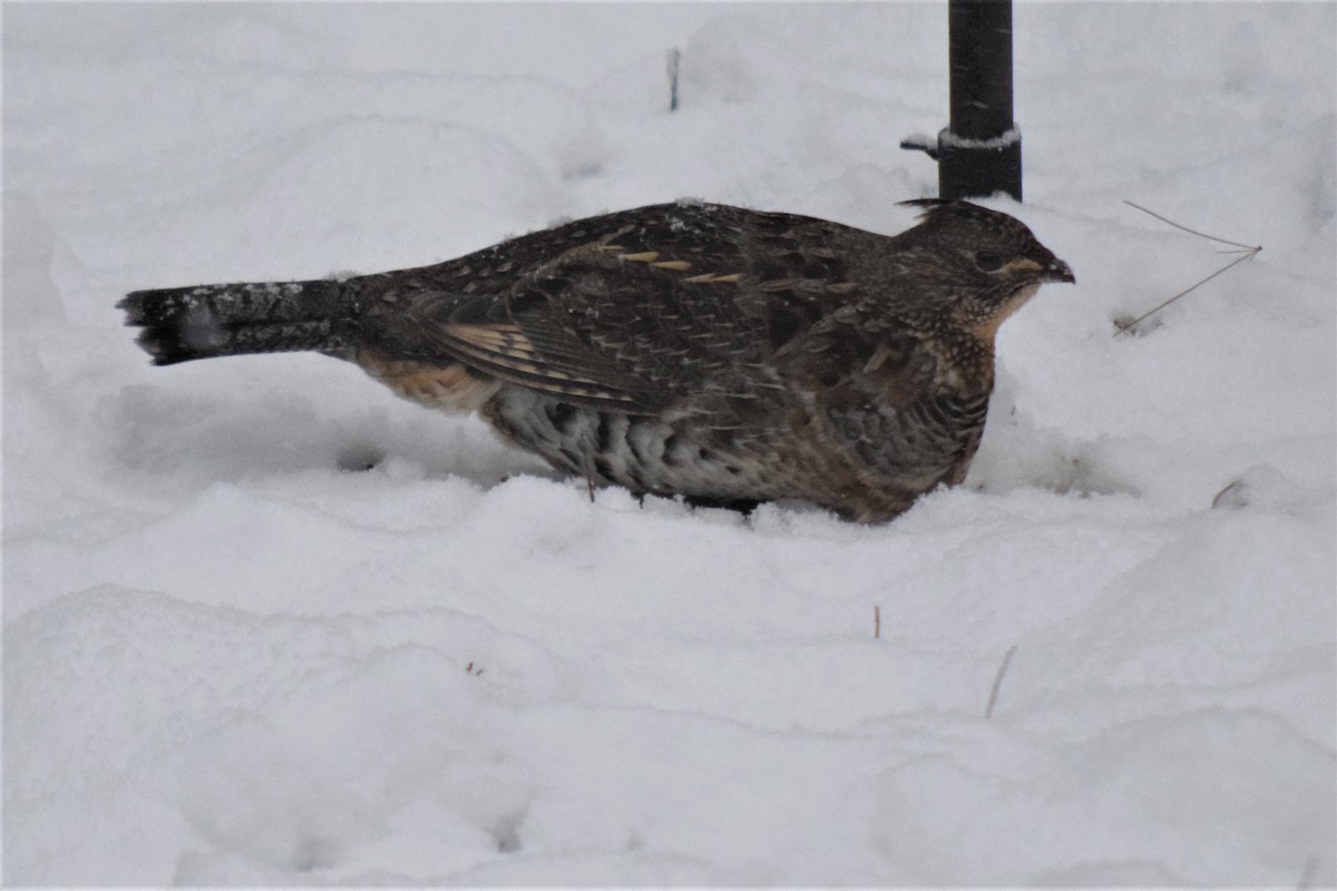 Ruffed Grouse - ML191769721