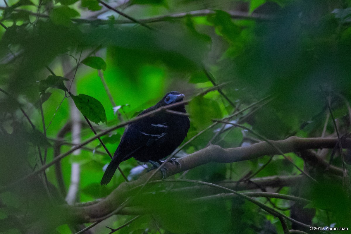 Bare-crowned Antbird - ML191769811