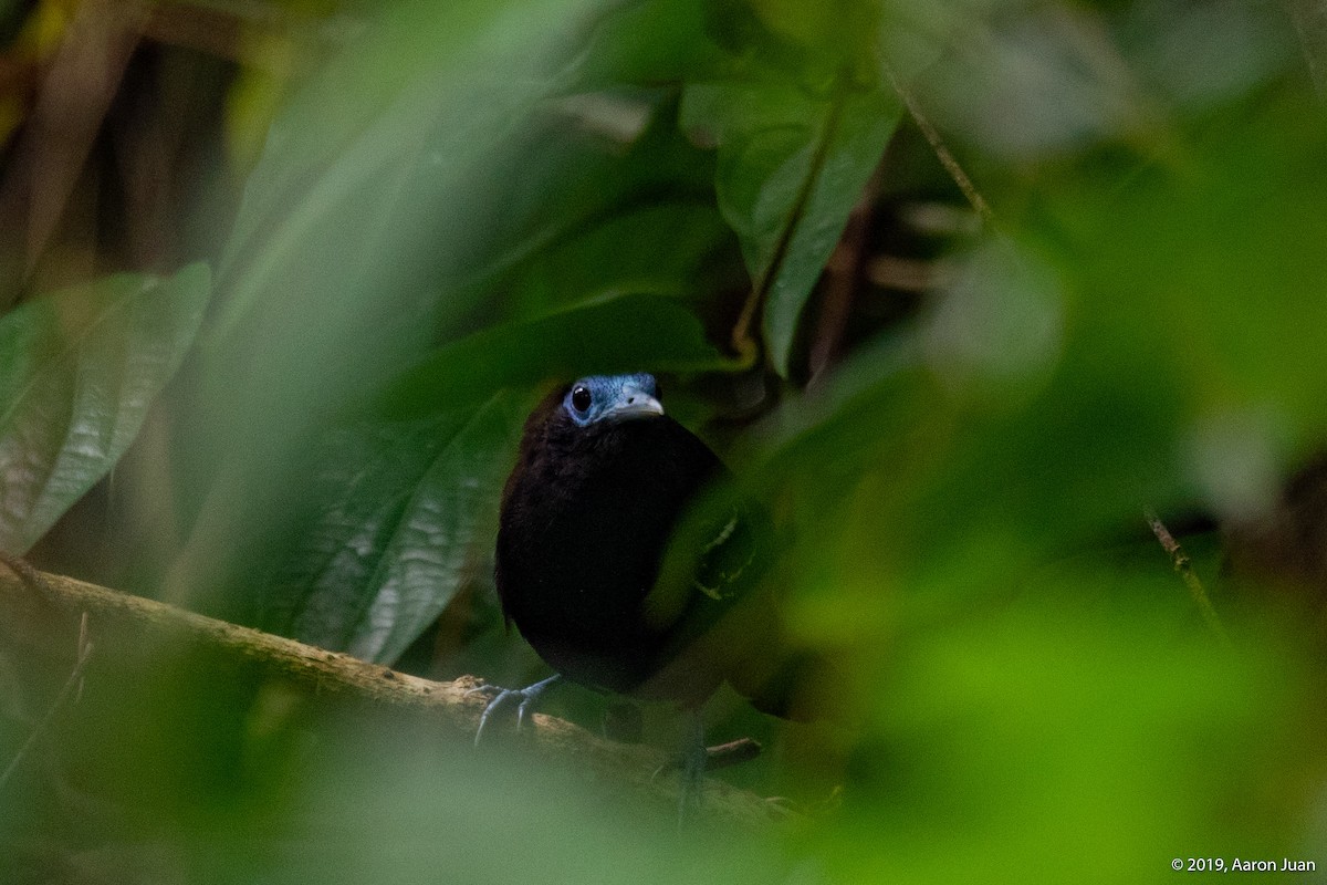 Bare-crowned Antbird - ML191769821