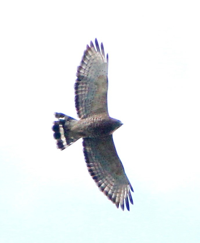 Broad-winged Hawk - Dave Spier