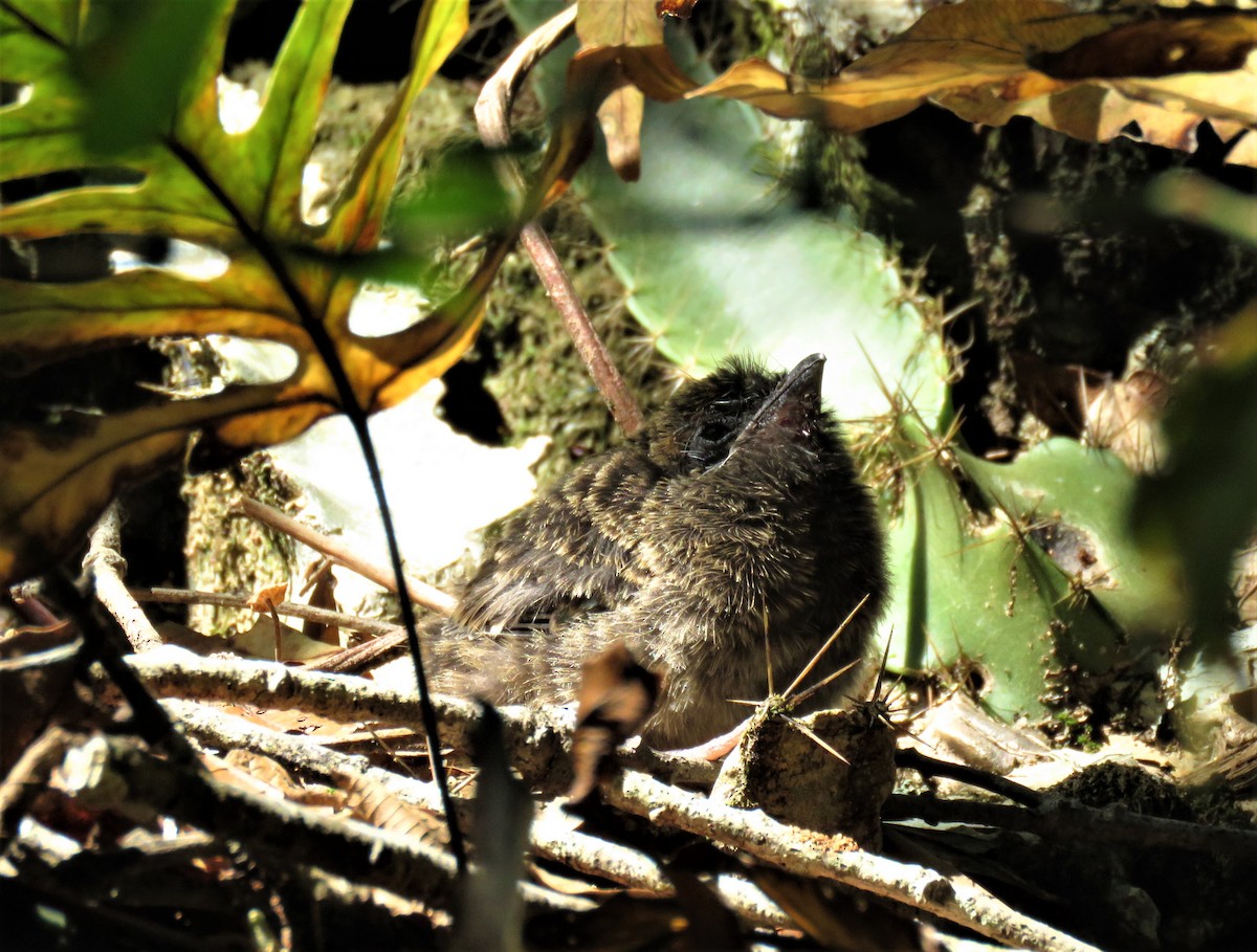 Lesser Ground-Cuckoo - Roselvy Juárez