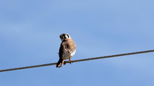 American Kestrel - ML191772121