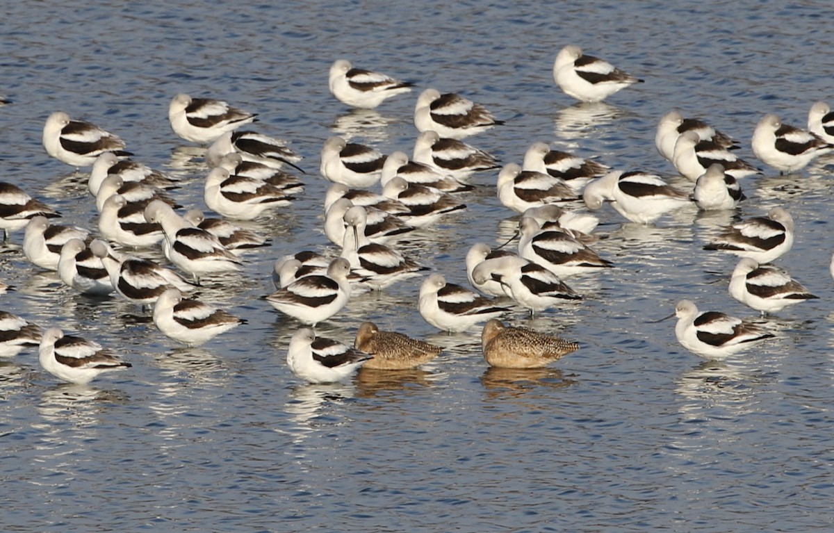 Marbled Godwit - ML191774621