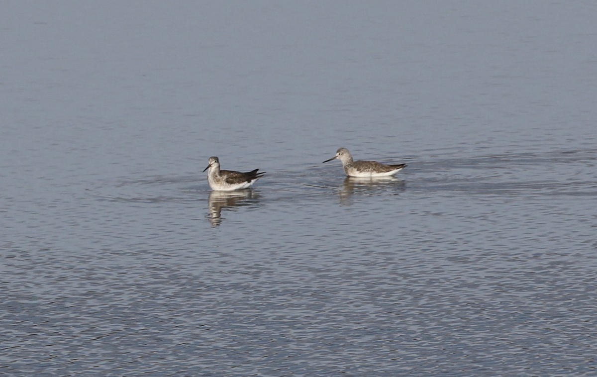 Greater Yellowlegs - ML191774931