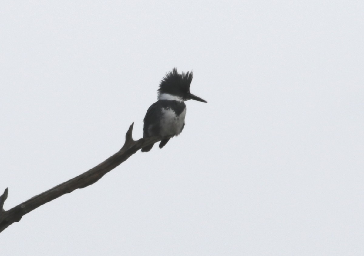 Belted Kingfisher - ML191775021